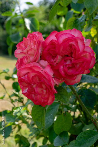 Roses © Dorota
