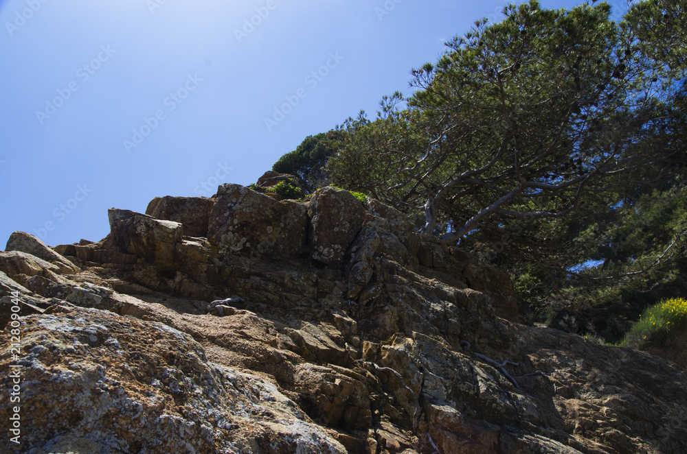 The tree grows on a stone slope