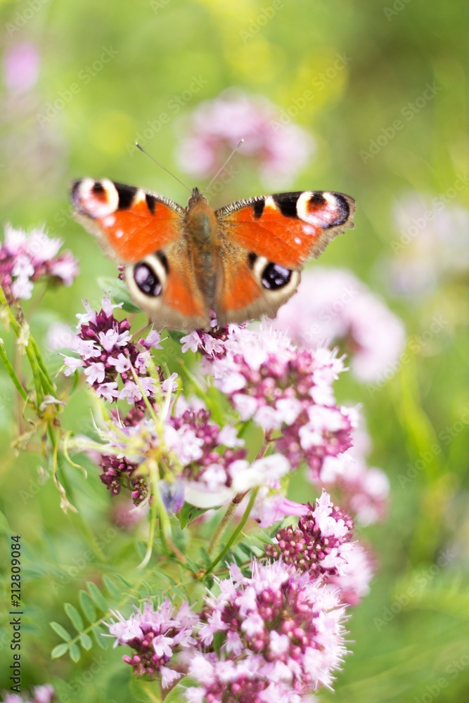 A brown white color butterfly sitting on a flower A brown white color butterfly sitting on a flower