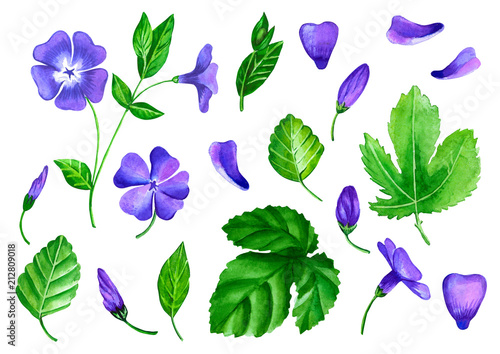 Murais de parede a set of flowers periwinkle is made in watercolor