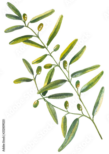 The branch of the green olive is painted in watercolor photo
