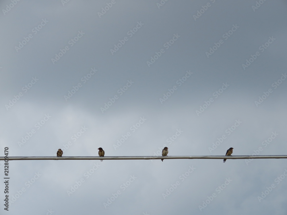 Barn Swallow gathering Barn Swallow gathering
