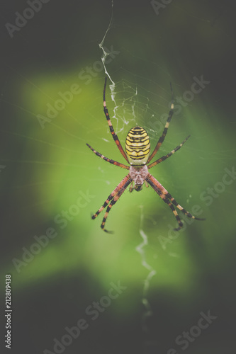 araignée seule jaune et noire et rouge sur sa toile en gros plan en été sur fonds vert