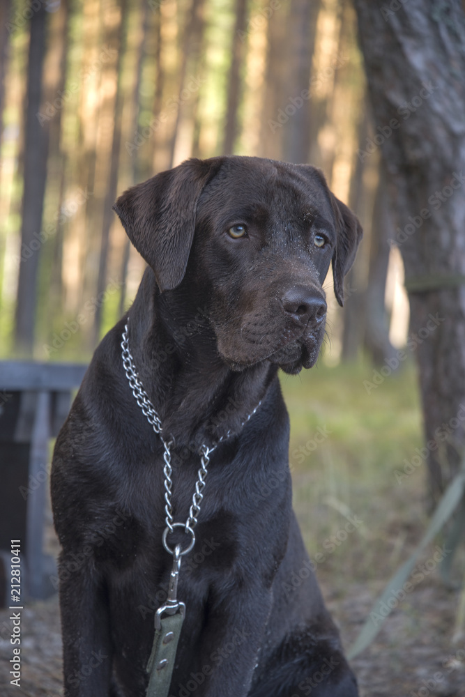 brown labrador puppy brown labrador puppy