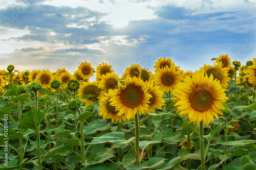 bright yellow sunflowers on the field in the backlight against the background of the evening blue sky and clouds