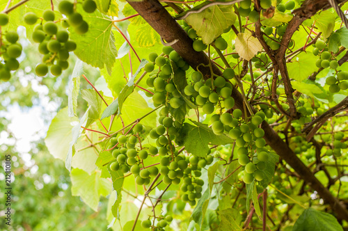 Dojrzewający zielony winogron