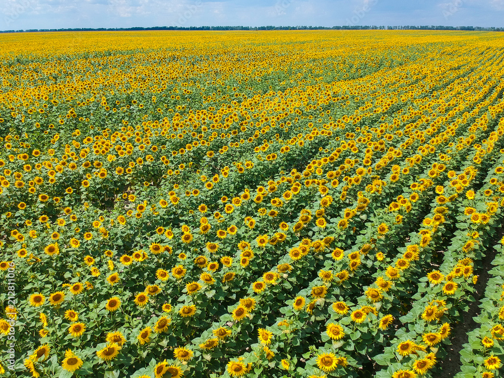 Fototapeta premium field of sunflowers from a height. Field of sunflowers top view