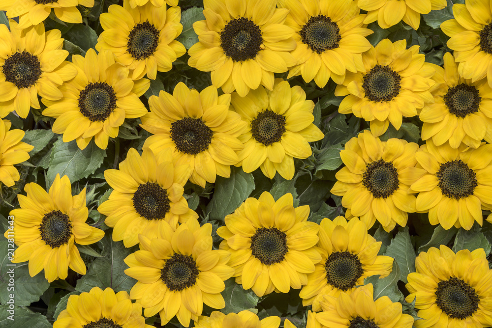 Sunflowers Agglomeration Bouquet of small sunflowers Sunflowers Agglomeration Bouquet of small sunflowers
