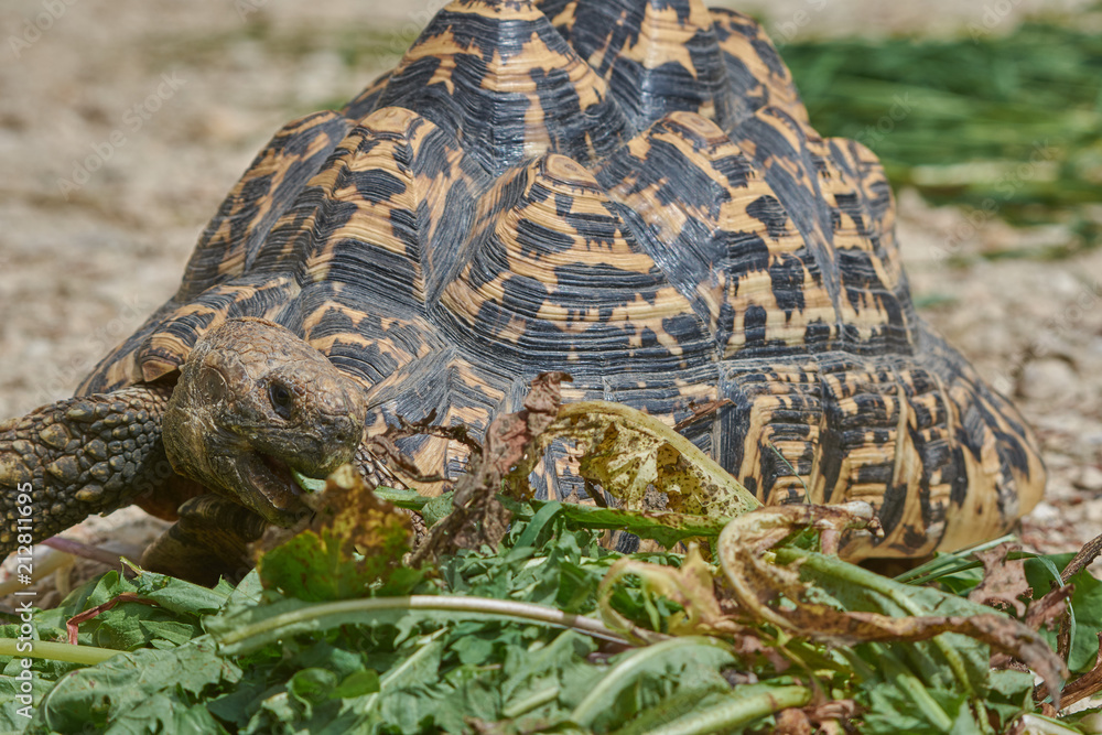 Obraz premium Schildkröte Frisst Salat
