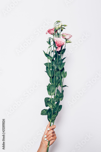 Woman's hand with trendy manicure holding branch of pink flowers