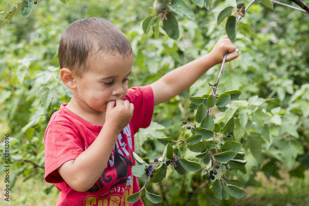 A happy little boy eats berries from a bush