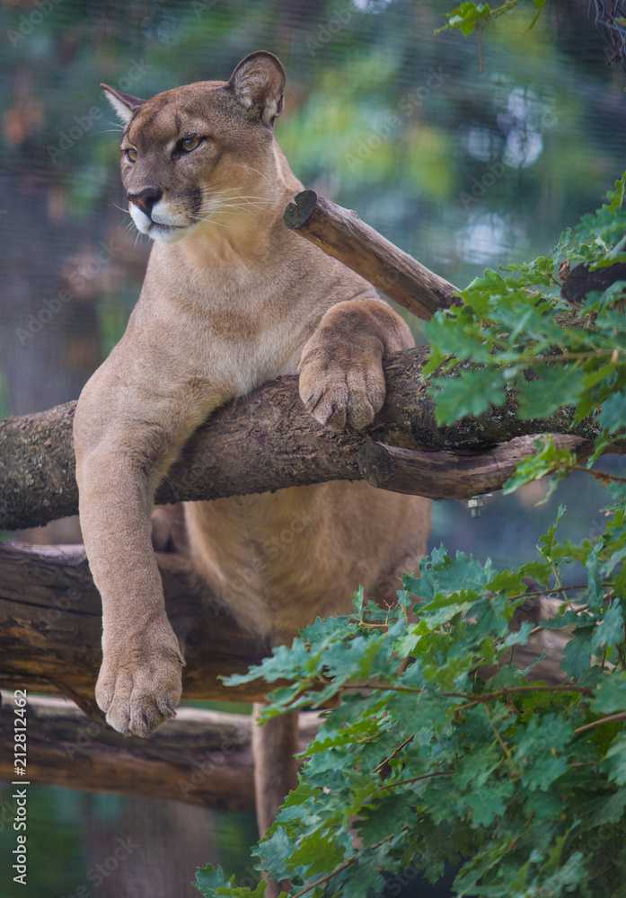 Fototapeta premium Cougar zwierząt relaks na drzewie