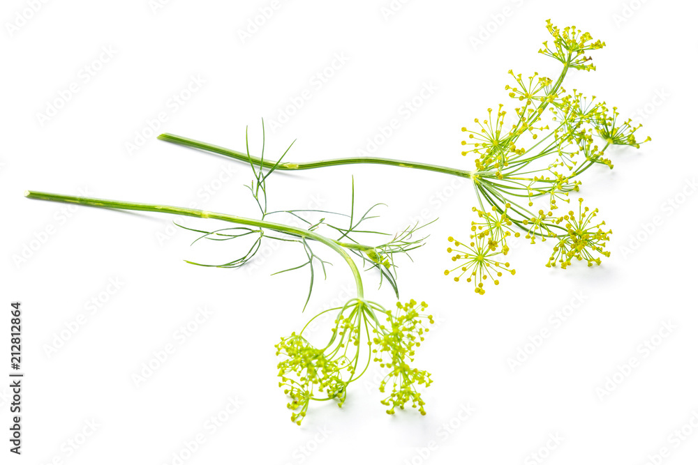 Flowers of the dill Flowers of the dill