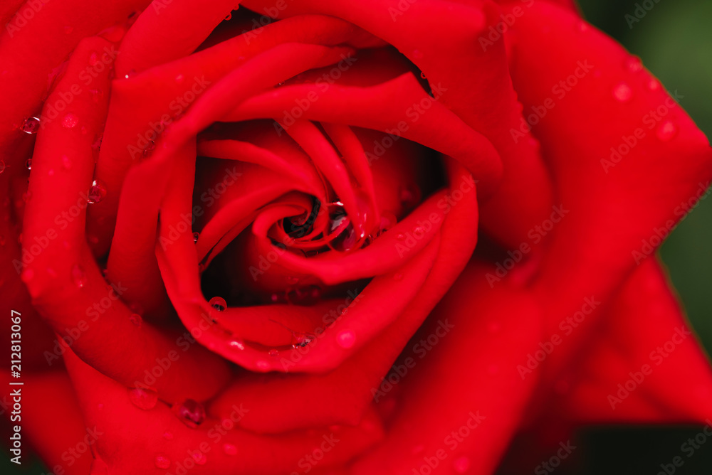 A beautiful rose that grows in a home garden on a flowerbed A beautiful rose that grows in a home garden on a flowerbed