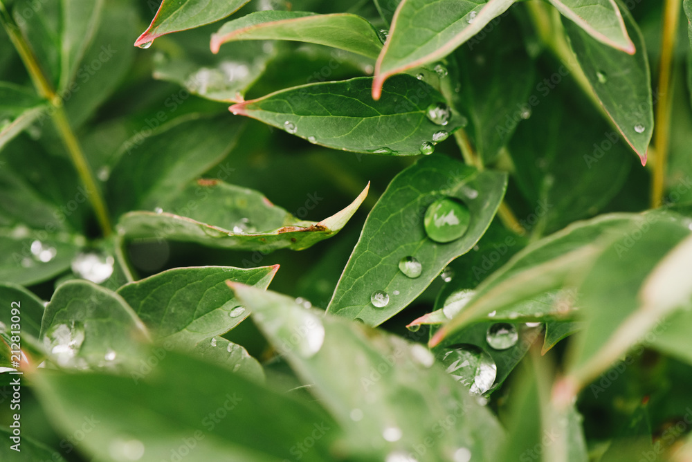 After rain Water Drops on Green leaves in the garden pattern background, Natural background for input text After rain Water Drops on Green leaves in the garden pattern background, Natural background for input text
