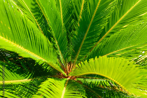 beautiful plant background of green leaves of Japanese sago palm tree in sunlight