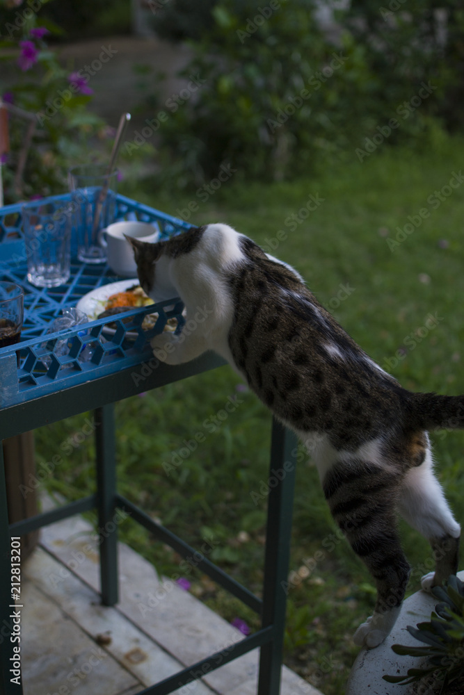 cat steals fish from a plate