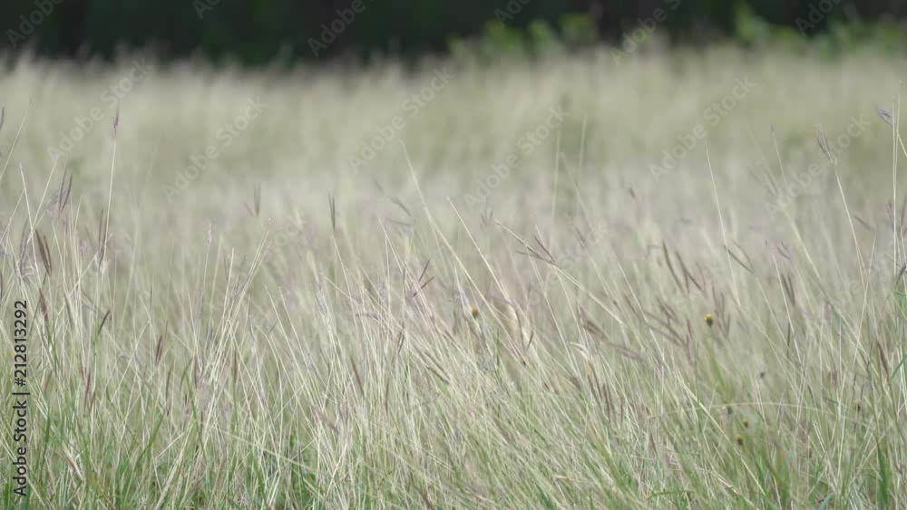 Dry grass blowing in the breeze. Nature moving in the field and pools at park. Dry grass blowing in the breeze. Nature moving in the field and pools at park.