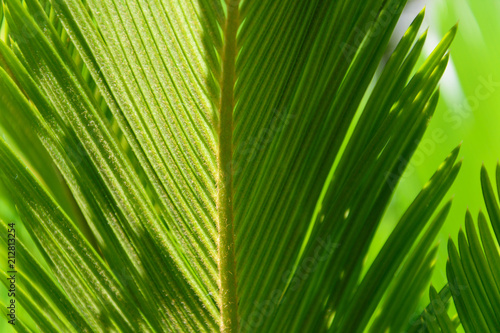 beautiful plant background of green leaves of Japanese sago palm tree close - up in sunlight. blurred background