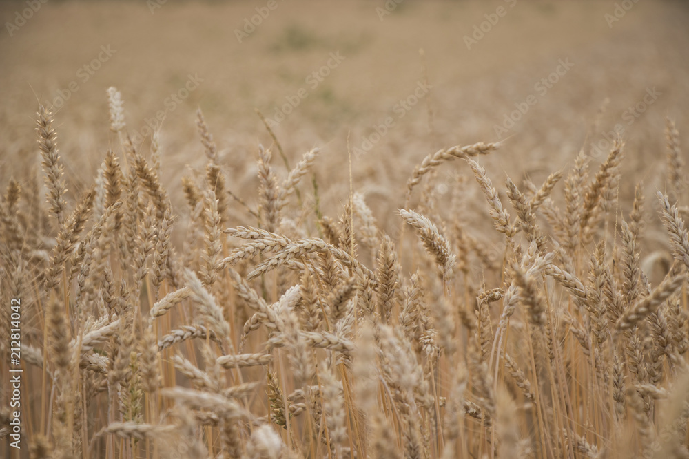 Cornfield with many stalks Cornfield with many stalks
