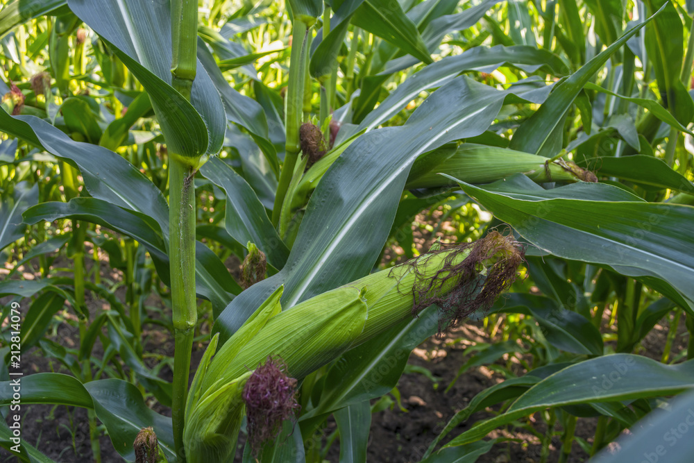 young corn cobs in the field. maturity phase young corn cobs in the field. maturity phase