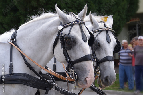 Pair of beautiful white horses