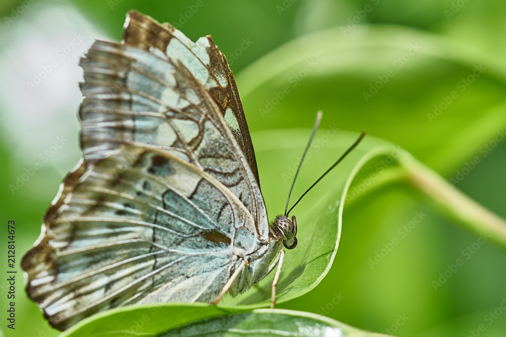 Obraz premium Schmetterling im Feld auf Blume