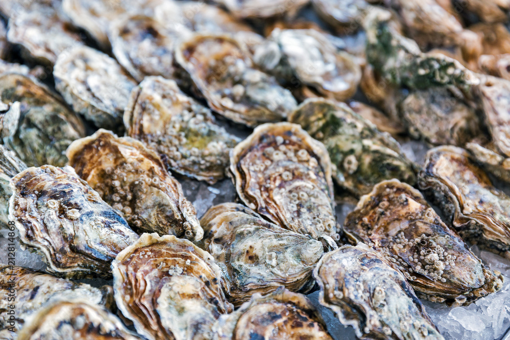 fresh oysters on ice