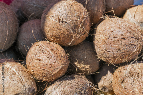 ripe coconuts in the sun closeup