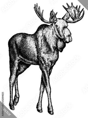 black and white engrave isolated elk hand draw vector illustration
