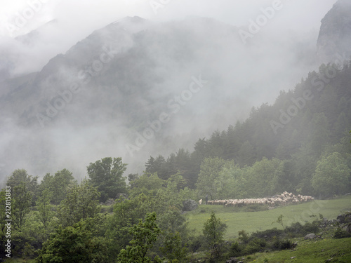 sheep in forest and mountains of national park des ecrins in the french alps of haute provence