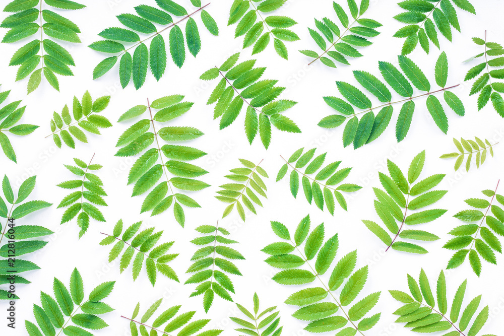 Rowan green leaves on white background, flat lay, top view Rowan green leaves on white background, flat lay, top view