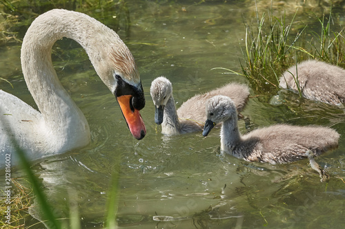 Schwan Famielie photo