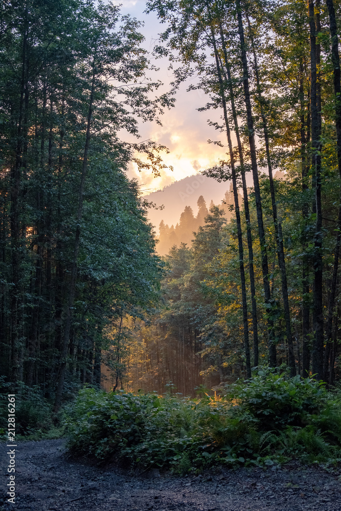 Fototapeta premium Sunset in a mountain forest