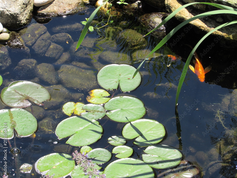 A Koi fish pond with lily pads and colorful fish swimming underneath A Koi fish pond with lily pads and colorful fish swimming underneath