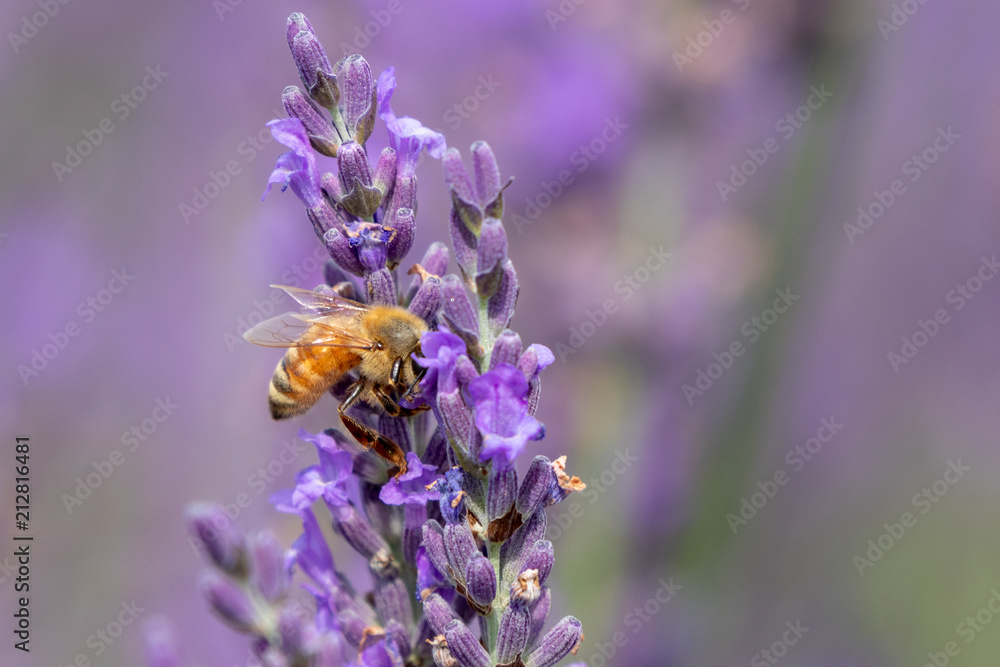 lavender and bee / Sakura lavender land in Sakura city, Chiba prefecture, Japan lavender and bee / Sakura lavender land in Sakura city, Chiba prefecture, Japan