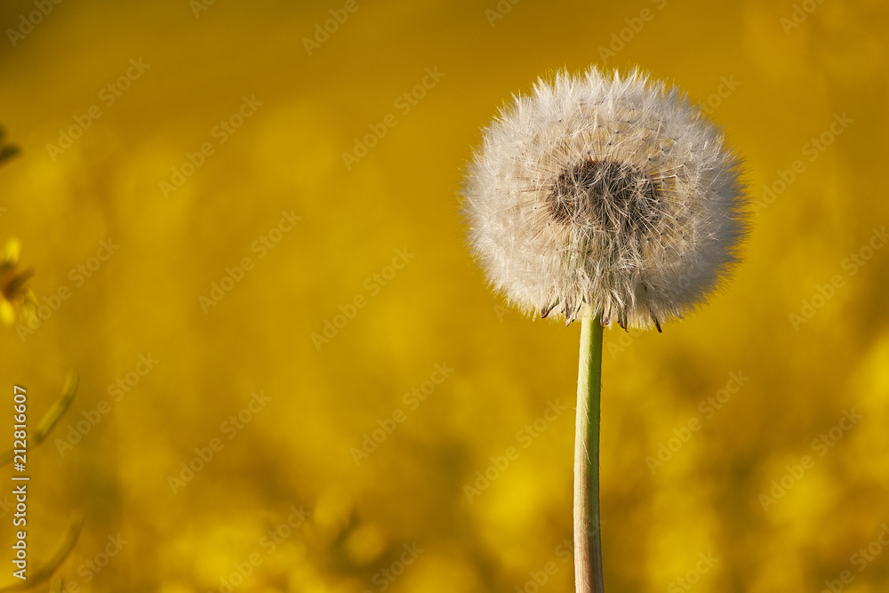 Blume in gelbem Meer Blume in gelbem Meer
