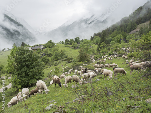 sheep in forest and mountains of national park des ecrins in the french alps of haute provence