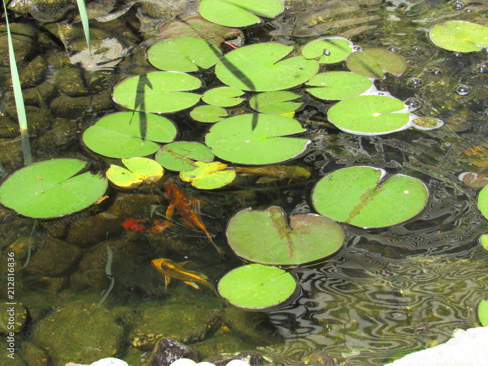 A Koi fish pond with lily pads and colorful fish swimming underneath A Koi fish pond with lily pads and colorful fish swimming underneath