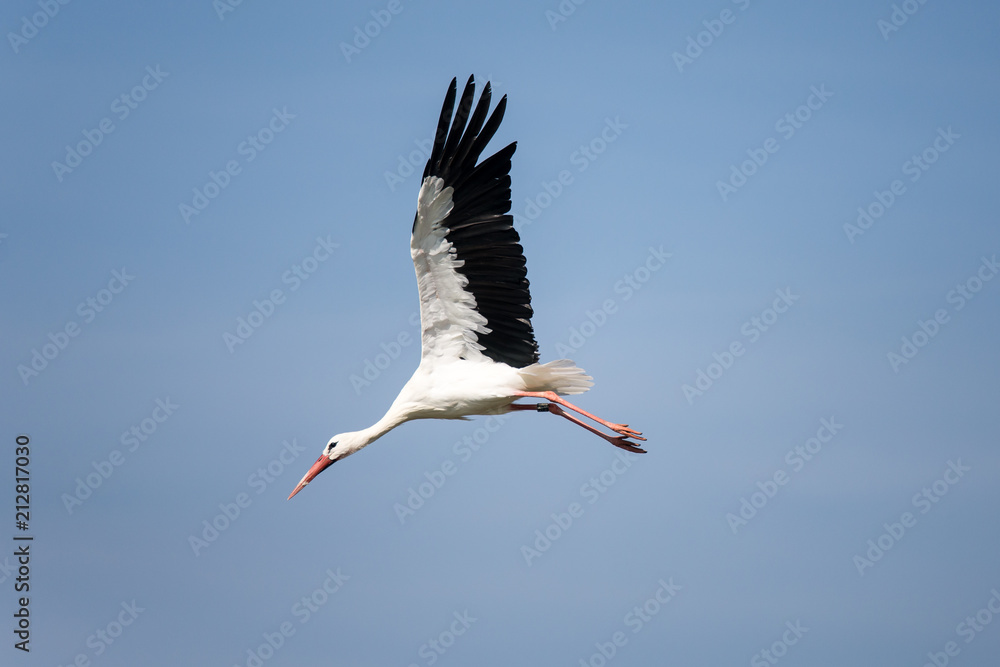 Fototapeta premium Storch im Flug auf Futter suche