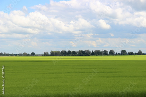 Beautiful rural landscape – endless green field in summer against the blue sky with clouds and forest on the horizon