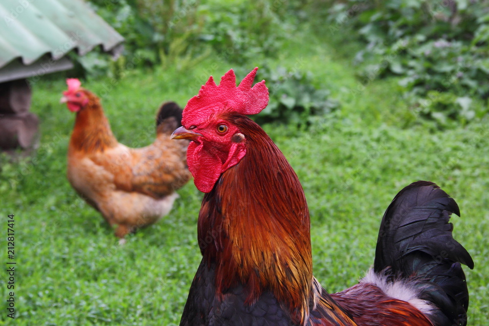 Fototapeta premium Portrait of a rooster with a red crest close-up in summer against a motley hen in the background and green bushes