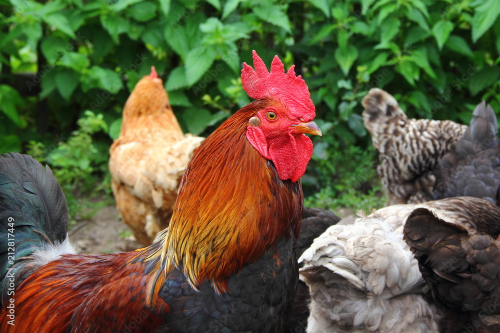 Fototapeta premium Portrait of a rooster with a red crest close-up in summer against a gray motley hens in the background and green bushes