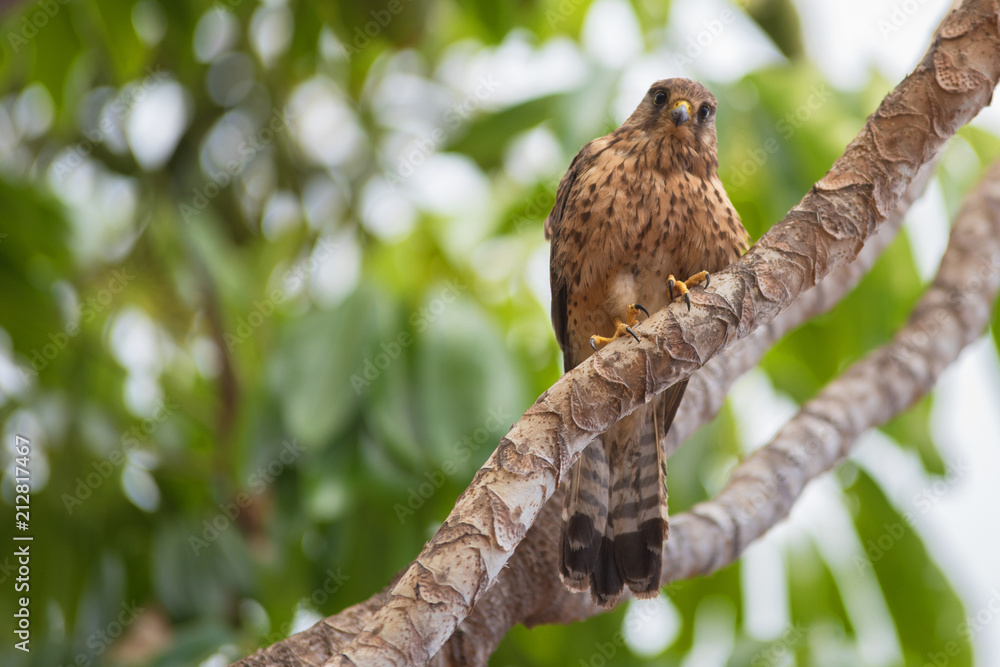 Fototapeta premium Kestrel in natural environment.