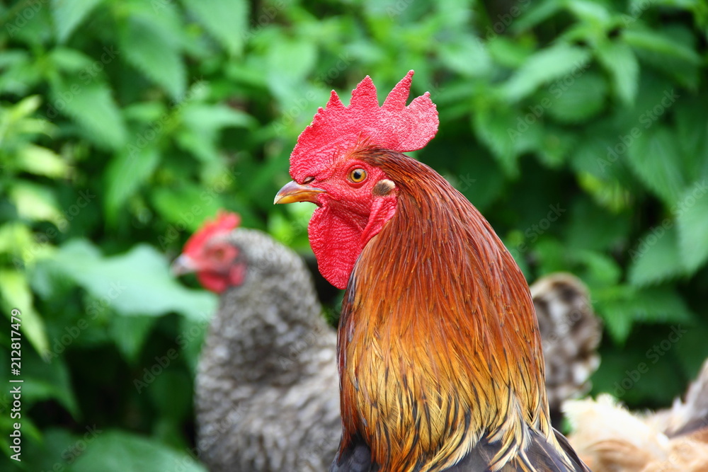 Portrait of a rooster with a red crest close-up in summer against a gray hen in the background and green bushes