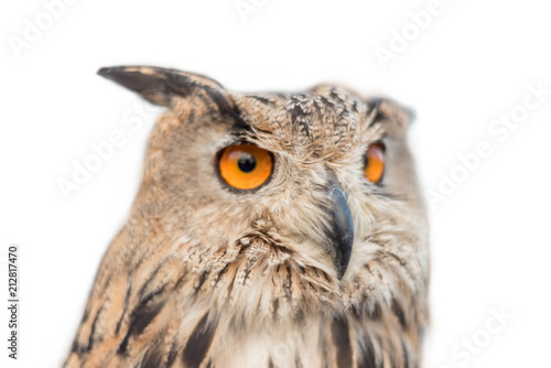 Royal owl on white isolated background.