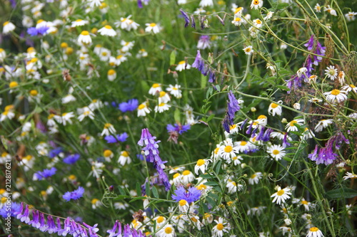Daisies and cornflowers - wildflowers in the summer on the background of green meadow grass