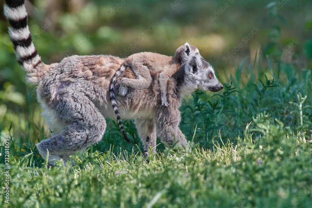 Lemuren Affen Familie aus Madagaskar Lemuren Affen Familie aus Madagaskar