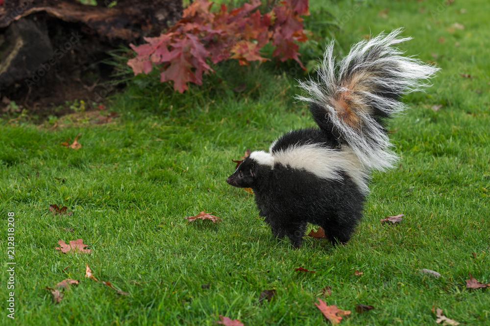 Striped Skunk (Mephitis mephitis) Stands Up Tall Arching Tail