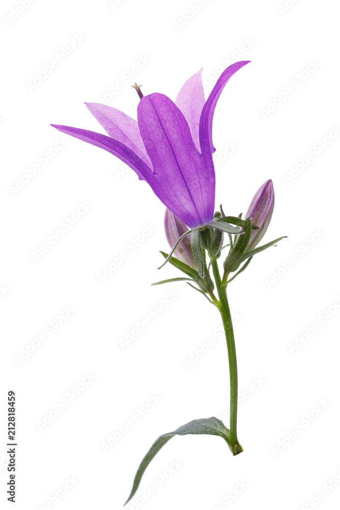 Fototapeta premium Blooming bell close-up isolated on white background